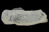 Pennsylvanian Fossil Horsetail (Annularia) Plate - Kentucky #137746-1